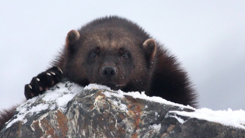 Wolverines: The Winter Survivalists