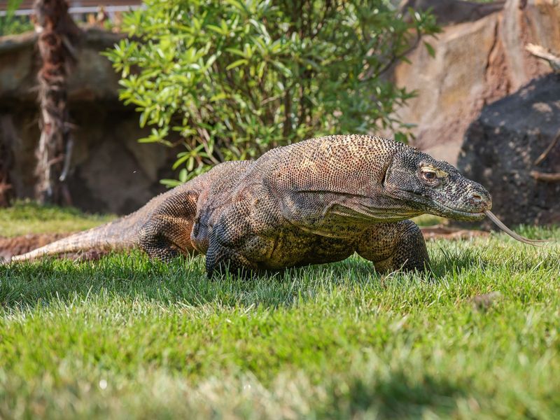 Komodo Dragons: Costly Carnivores