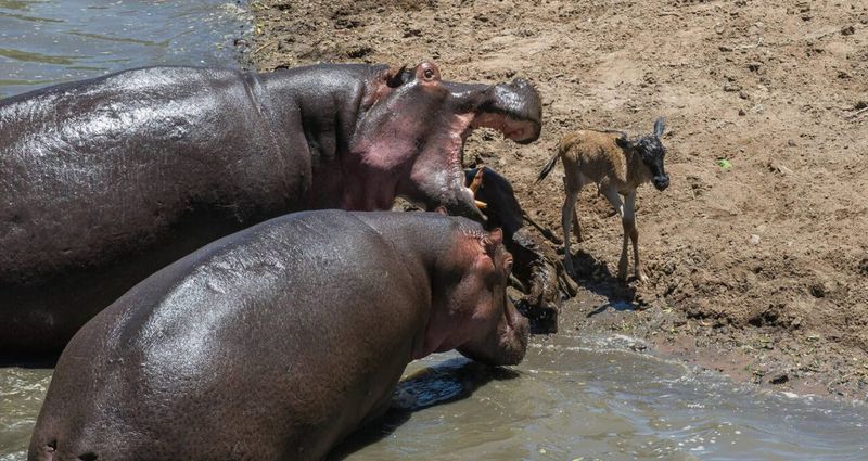 Occasional Meat Eating: A Rare But Intriguing Behavior