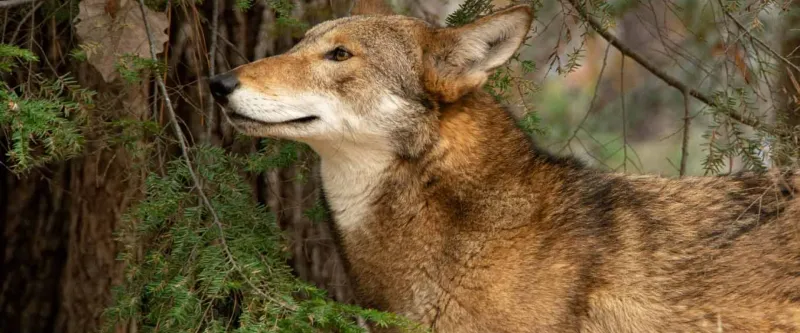Red Wolf