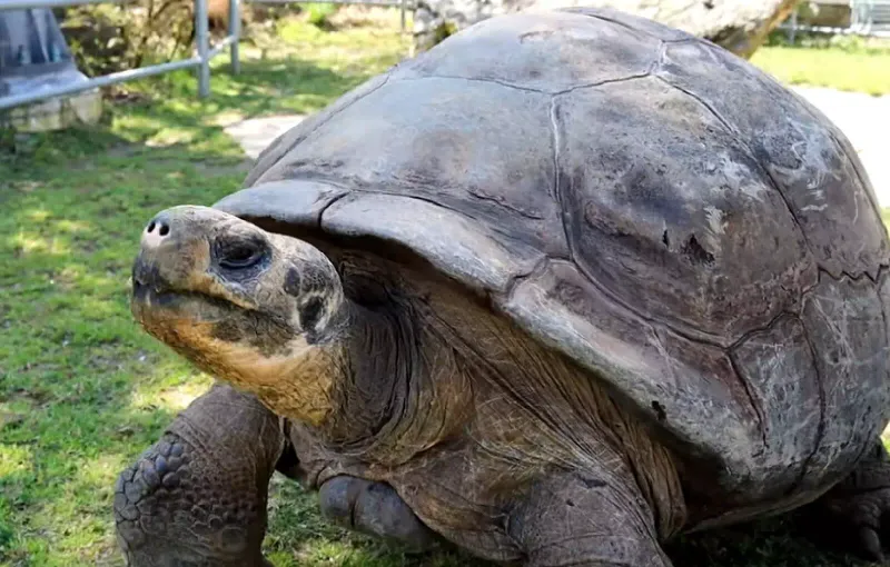 Miami Zoo Marks The Milestone With A Celebration