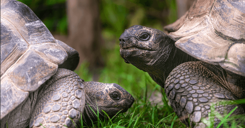 He Shares His Habitat With Other Aldabra Tortoises