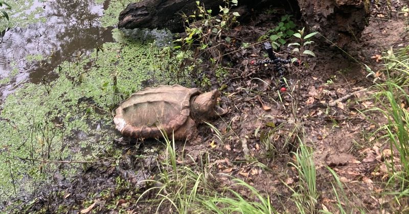 Challenges To Survival In The Wild