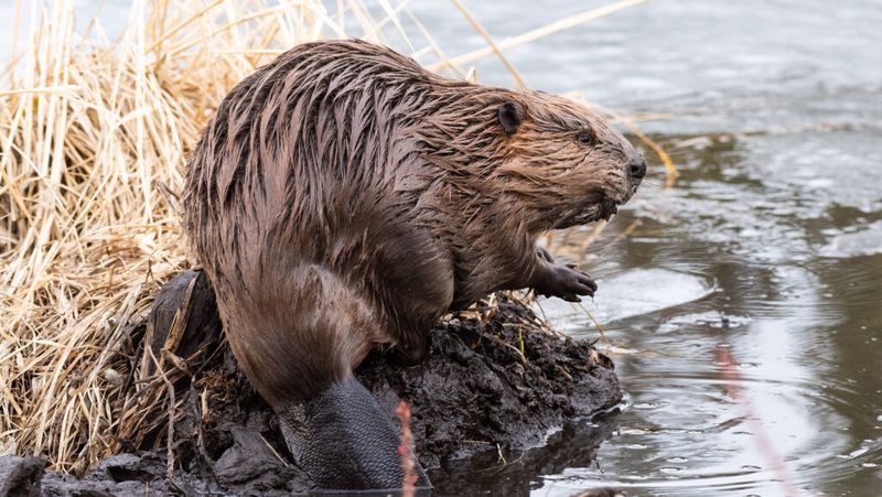 Evidence From Beaver Reintroduction Programs