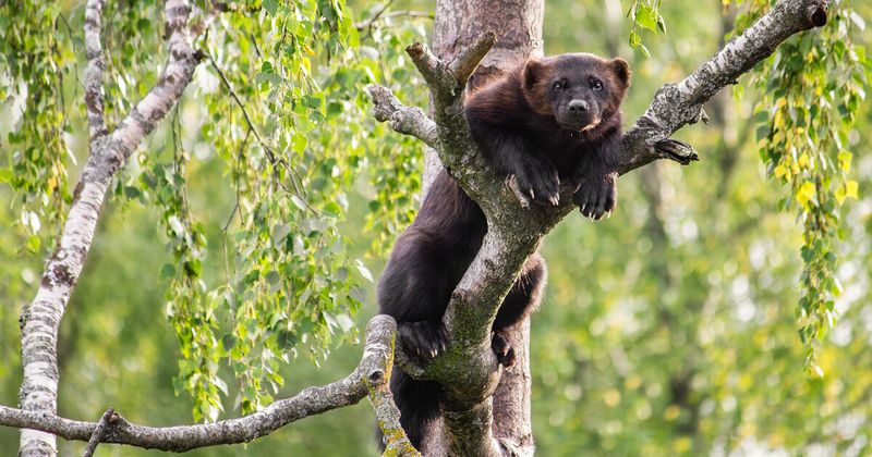 Why Wolverines Were Declared Threatened In The 1980s