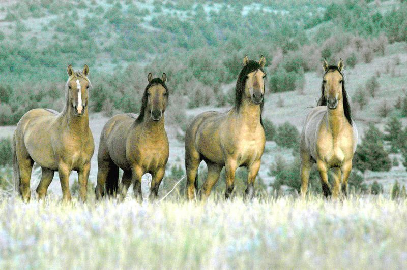 Wild Horses And The Frontier Spirit