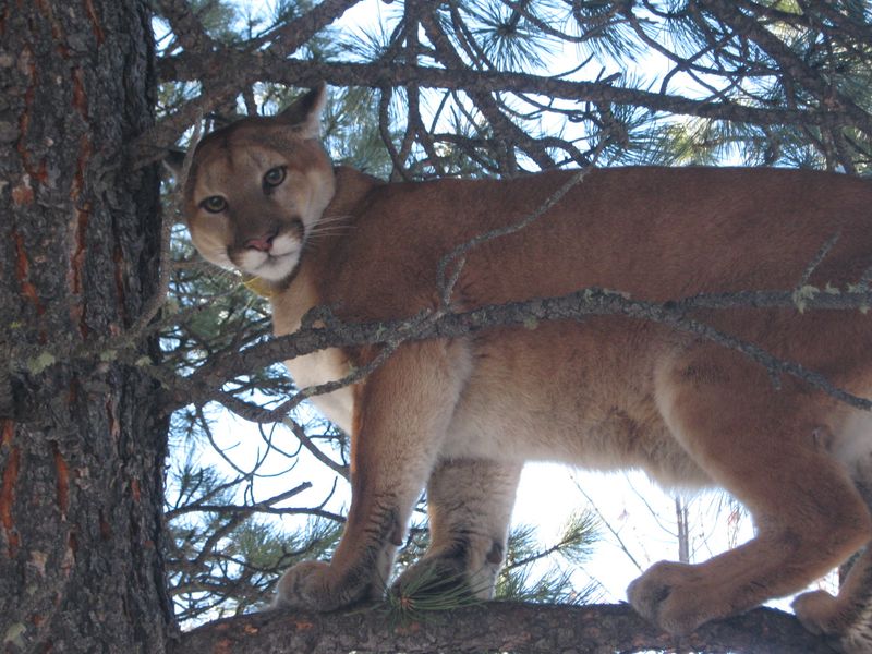 Protected Wildlife Status