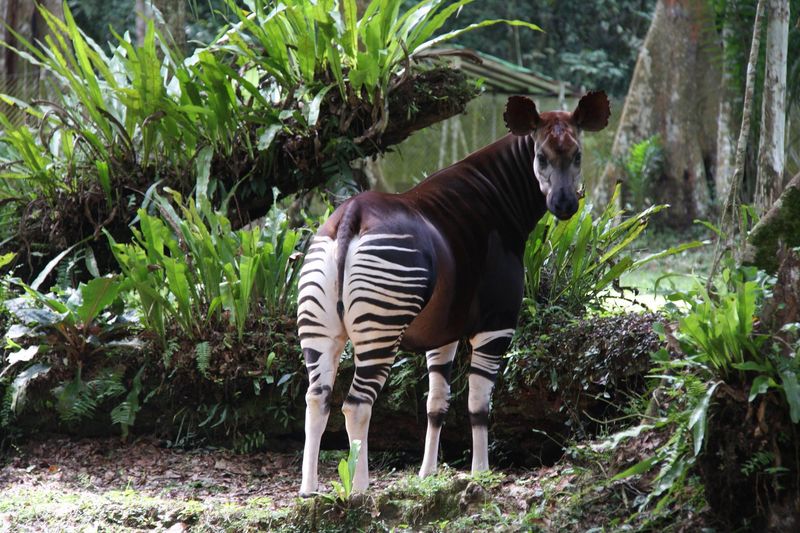 Okapi