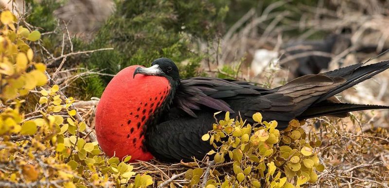Magnificent Frigatebird