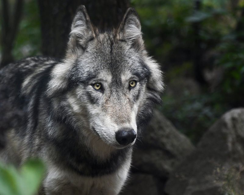 Gray Wolf: Returning Apex Predator