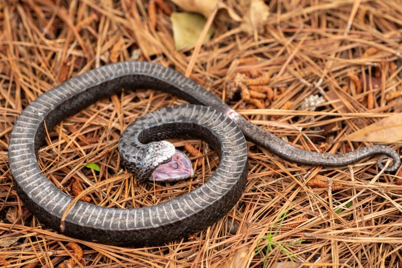 Hognose Snake: The Drama Queen