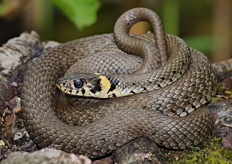 Grass Snake: The Rigid Performer