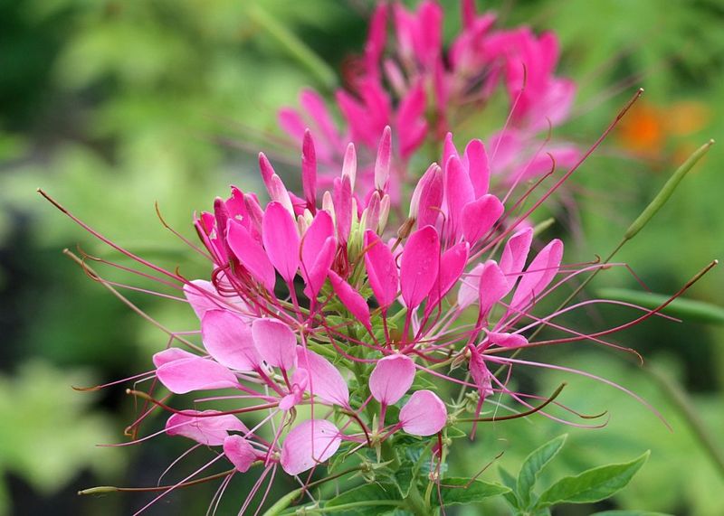 Cleome (Spider Flower)
