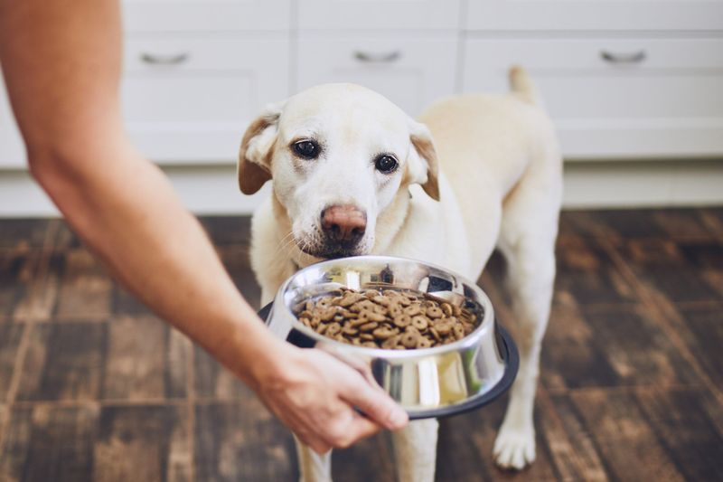 One Meal A Day Is Sufficient For Pets