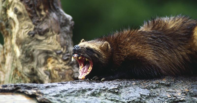 Wolverine