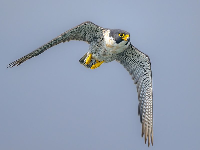 Peregrine Falcons: The Ultimate Aerial Hunters
