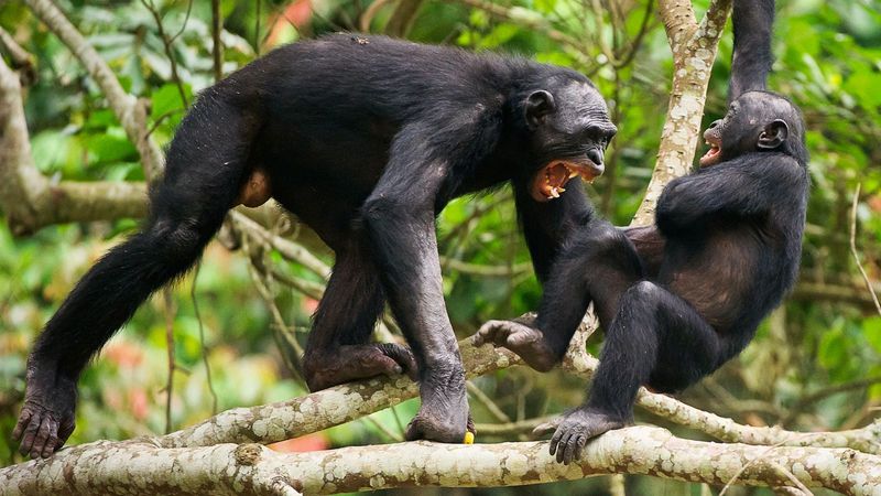 Chimpanzees Wage War