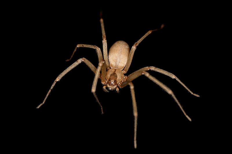 Brown Recluse Spiders: The Flesh-Eaters
