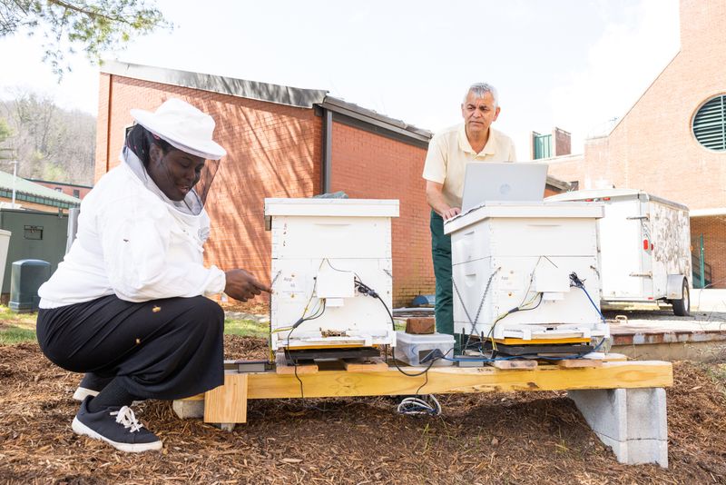 Citizen Science Projects Track Bee Health