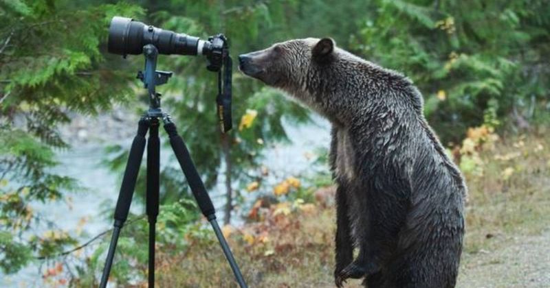 Curious Explorers