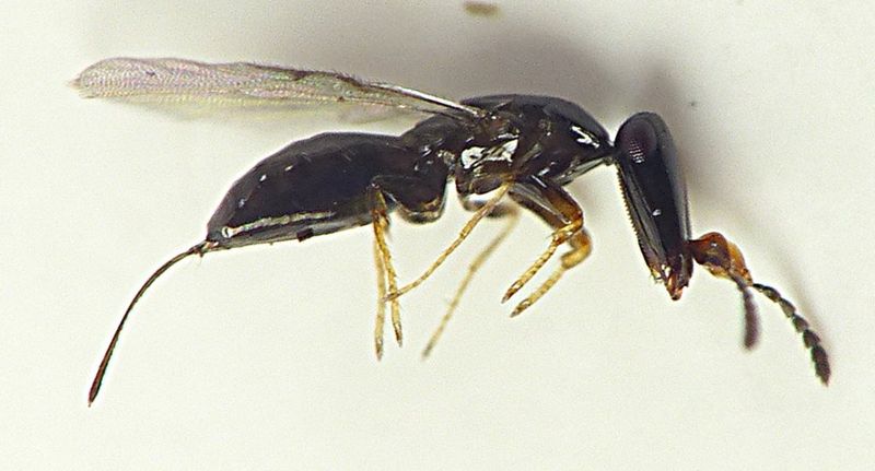 Wasps That Save Fig Trees