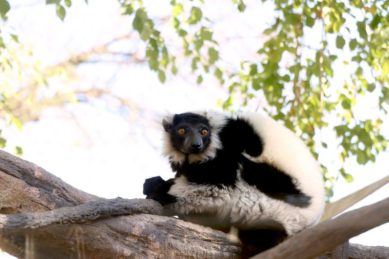 Lemurs With Pollen-Covered Snouts