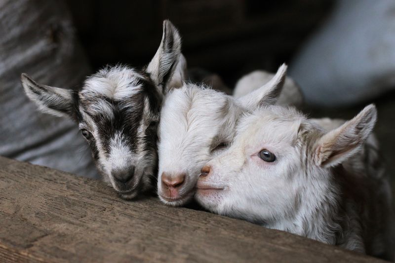 Weed Management Crew: Goats