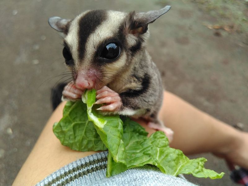 Leafy Greens