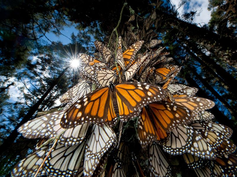 Monarch Butterfly: The Long-Distance Traveler
