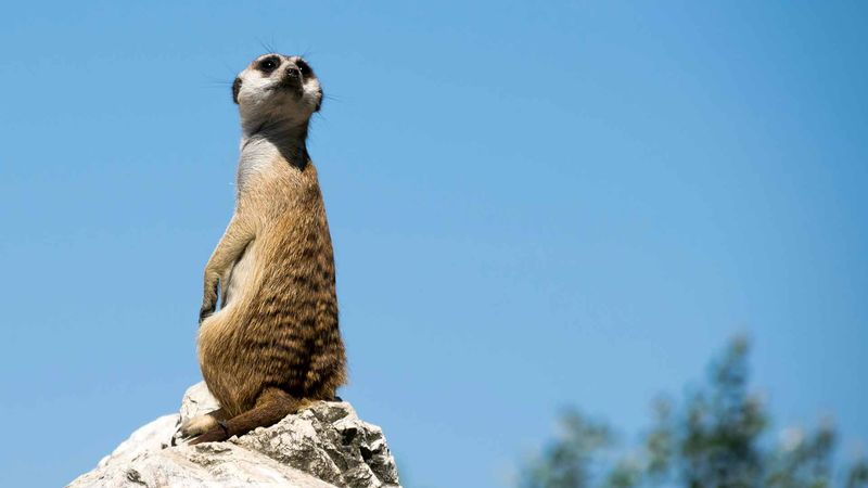 Meerkat Sentinel Calls