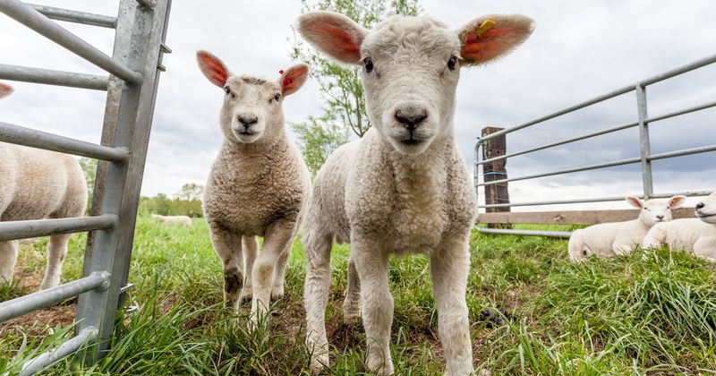 Sheep: The Walking Wardrobe