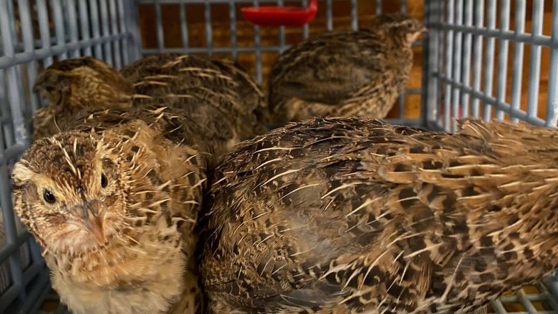 Quail