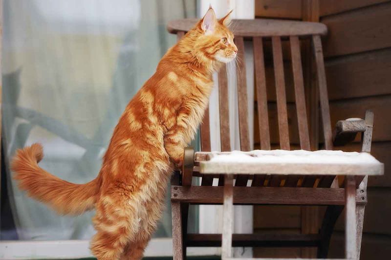 Recognize Tail Talk
