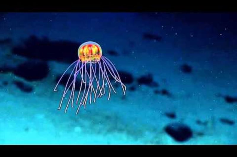 Ethereal Jellyfish's Cosmic Beauty