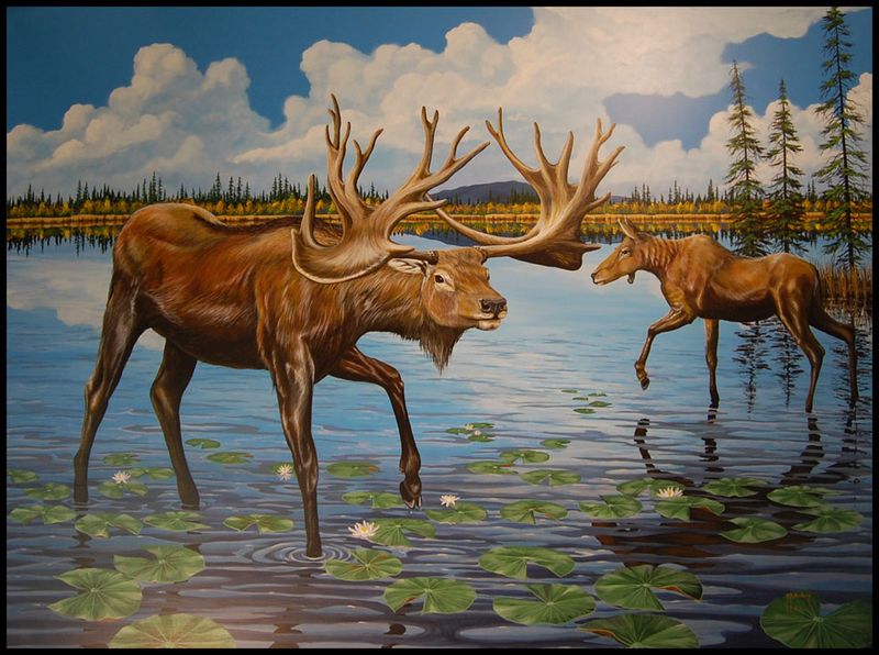 Antlers Wider Than A Car: The Irish Elk's American Cousin