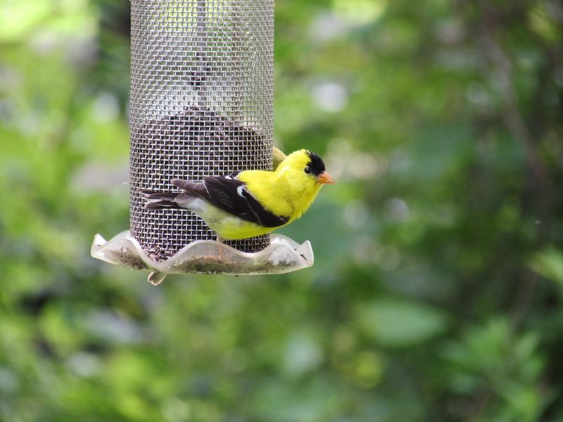 Nyjer Feeders: Finch Magnets