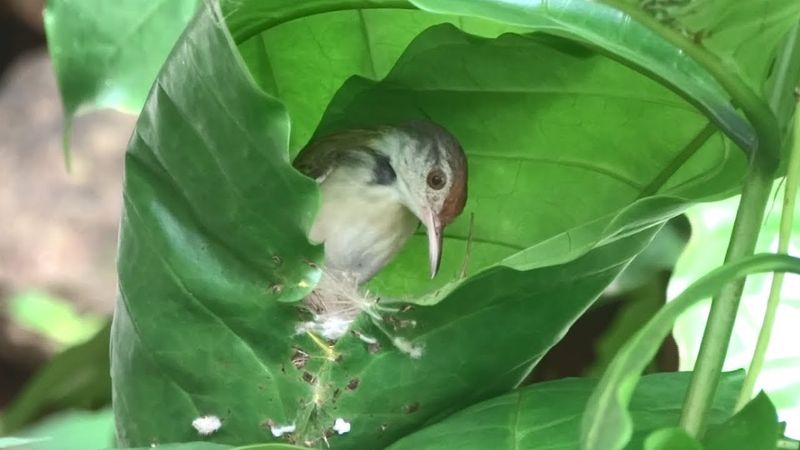 Tailorbird's Sewn Leaf Pouch