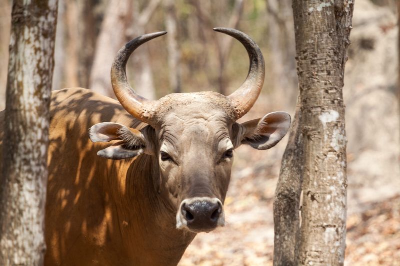 Forest Phantoms: The Banteng