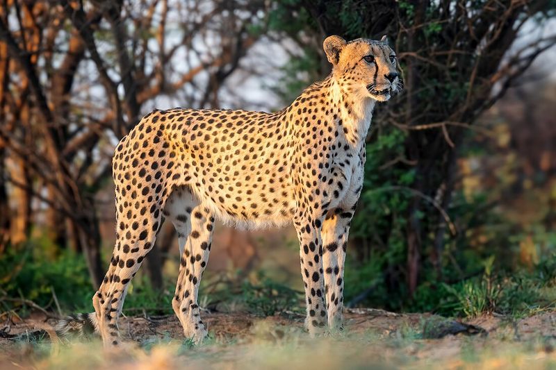 Cheetahs