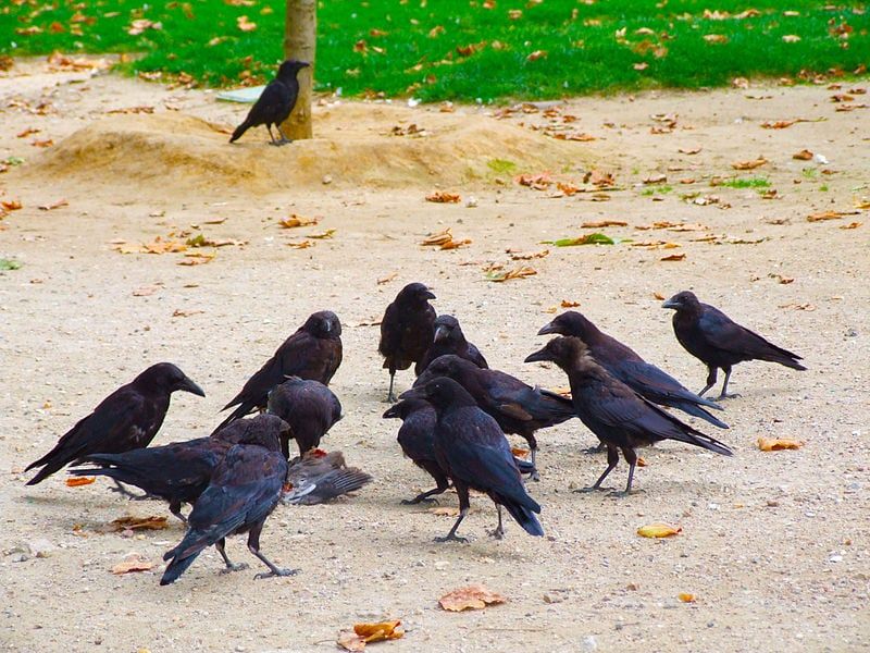 Crows Hold Crow Wakes