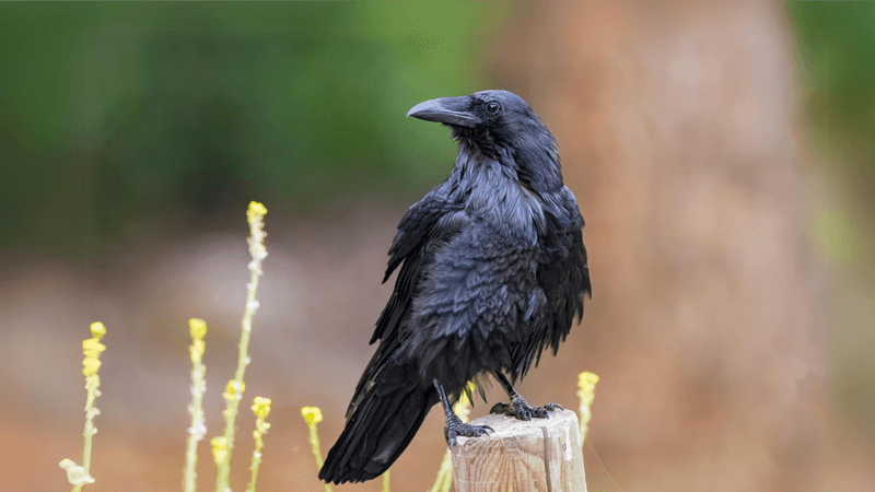 Ravens: The Feathered Skeptics