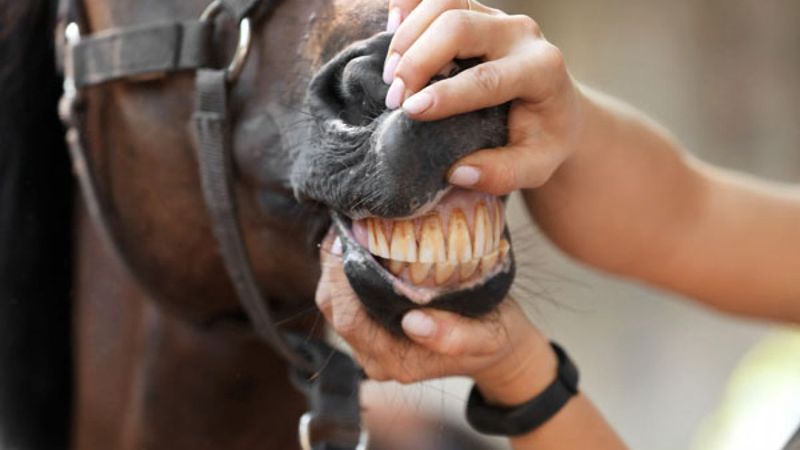 Dental Timekeeping