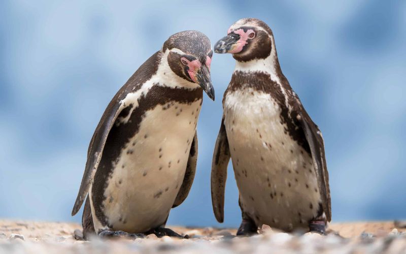 Penguins Pine For Lost Partners