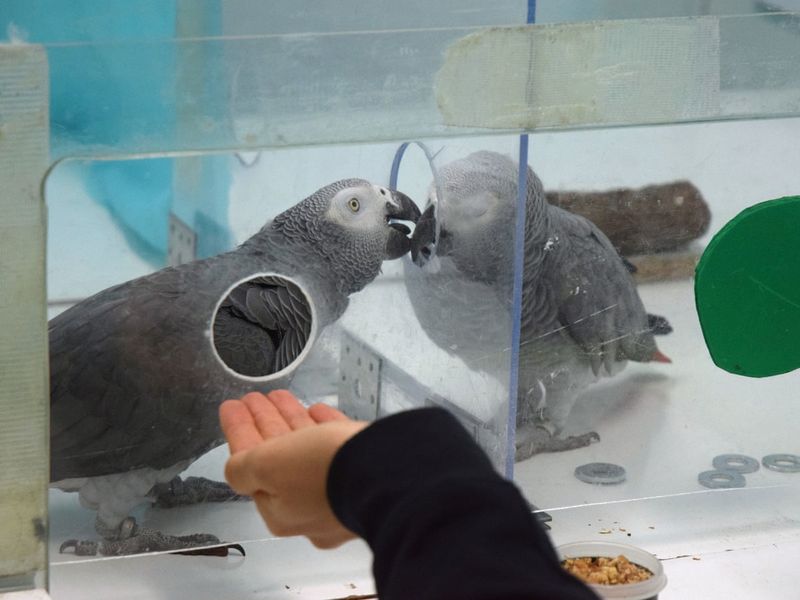 Parrots Help Others Without Reward