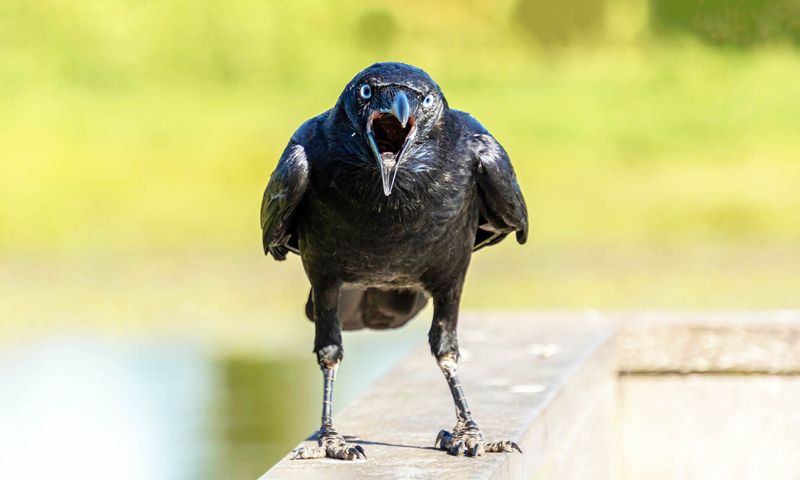 Crows Never Forget a Face