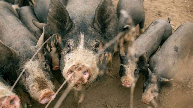 Pigs: The Ultimate Homestead Survivors