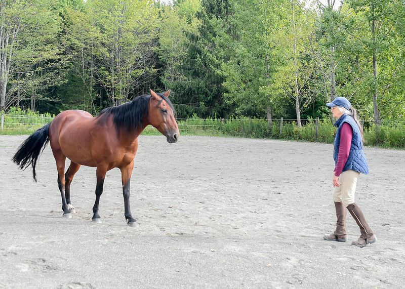 Hard-to-Catch Horses