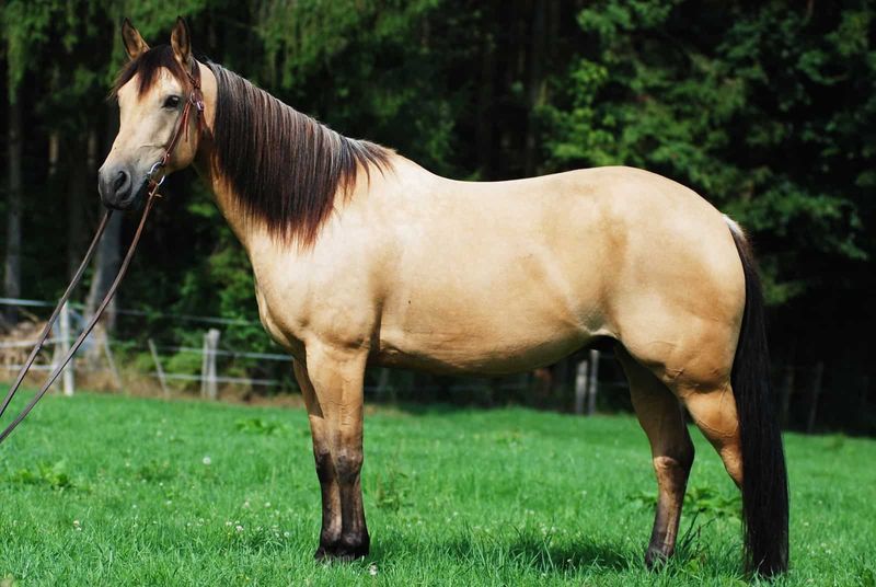 Horses With Conformational Flaws