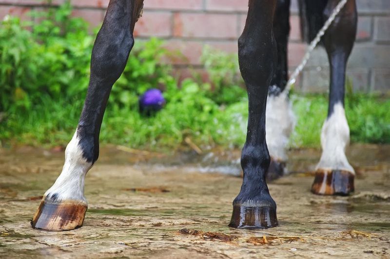 Navicular Syndrome Sufferers