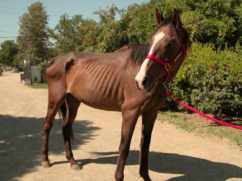 Previously Starved Rescues